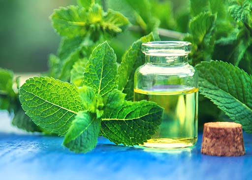 Comment faire de l'huile de menthe poivrée [infusée et essentielle