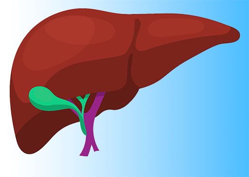 illustration of liver to improve liver function