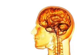 pituitary gland is located at the base of the brain