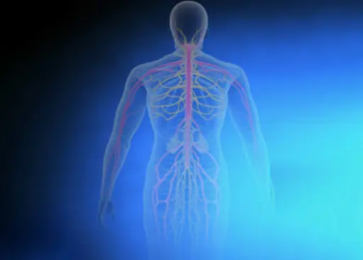 illustration of nerves between bladder brain