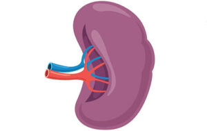 spleen512 e1692205422446 300x190