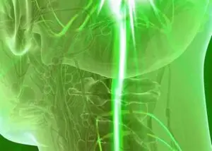 vagus nerve location from brain through the neck