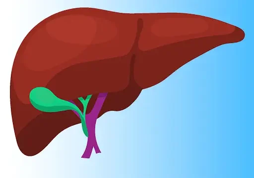 illustration of liver to improve liver function