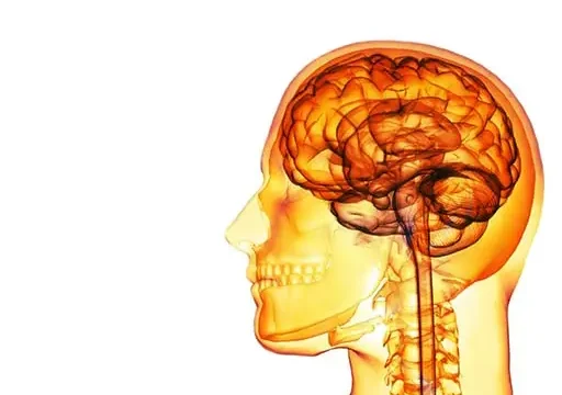 pituitary gland is located at the base of the brain